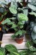 IMG_3206.JPG