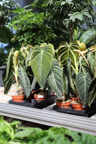 filodendron melanochrysum (2).JPG