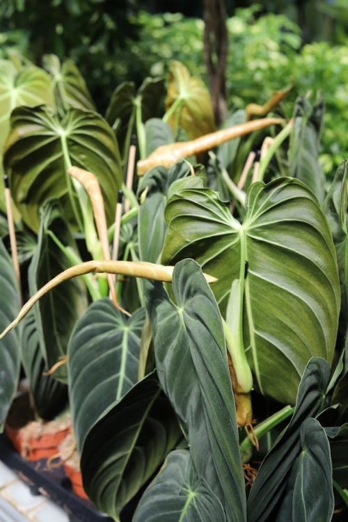 filodendron melanochrysum (3).JPG