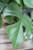 Monstera deliciosa ‘Little Sister’  (5).jpg