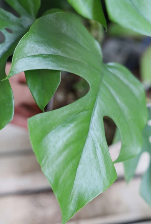 Monstera deliciosa ‘Little Sister’  (5).jpg