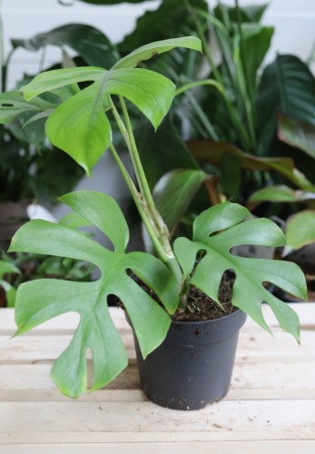 Monstera deliciosa ‘Little Sister’  (1).jpg