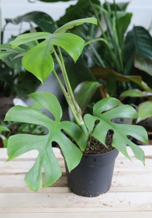 Monstera deliciosa ‘Little Sister’  (1).jpg
