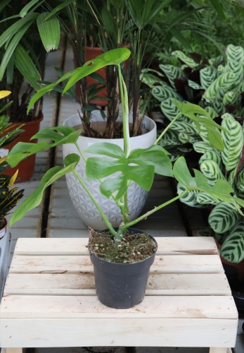 Monstera deliciosa ‘Little Sister’  (2).jpg