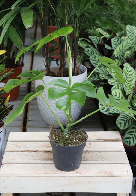 Monstera deliciosa ‘Little Sister’  (2).jpg