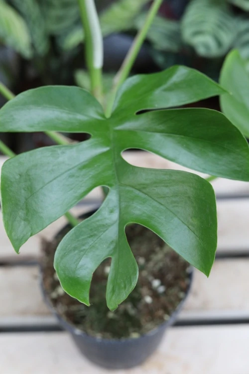 Monstera deliciosa ‘Little Sister’  (3).jpg