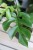Monstera deliciosa ‘Little Sister’  (4).jpg