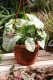 syngonium milk confetti (4).JPG
