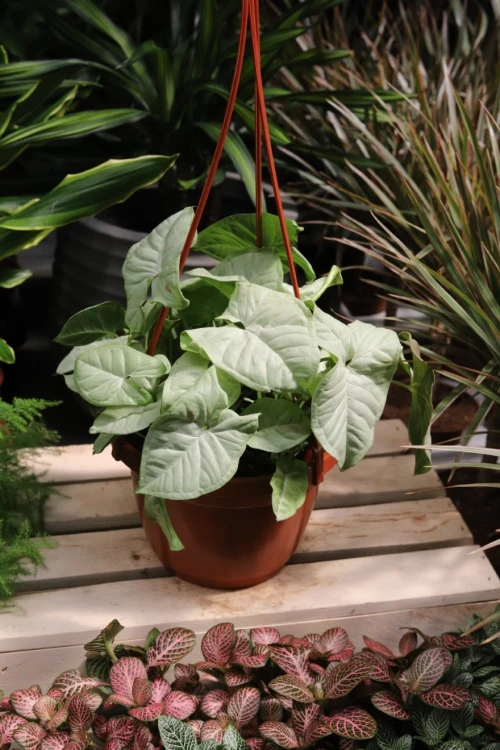 syngonium milk confetti (2).JPG