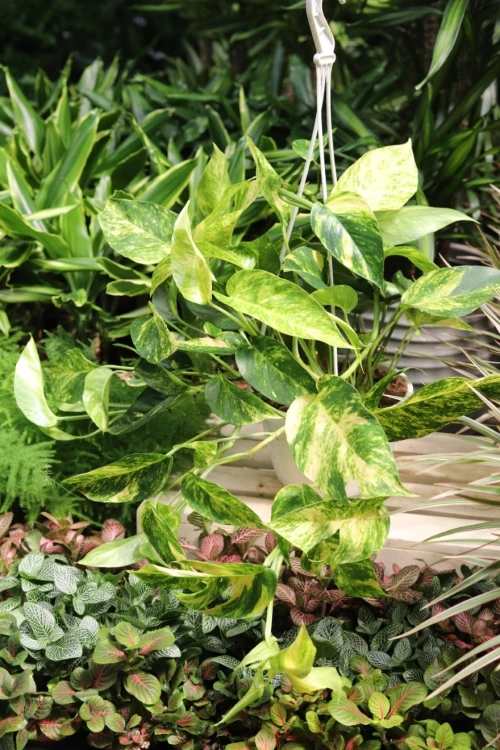 Epipremnum pinnatum Cintho Goldfinger (1).JPG