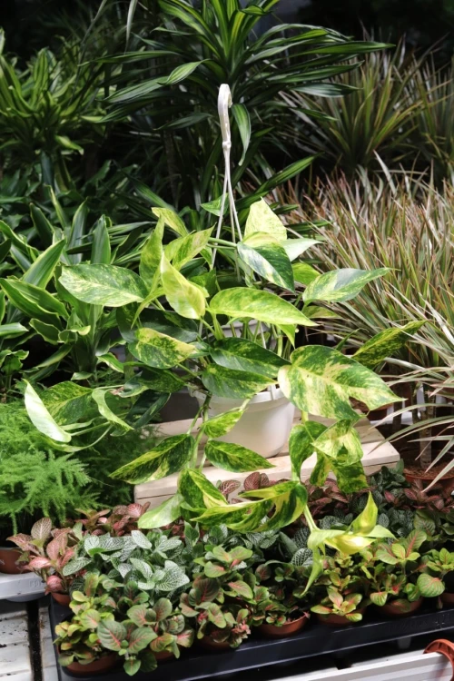 Epipremnum pinnatum Cintho Goldfinger (2).JPG