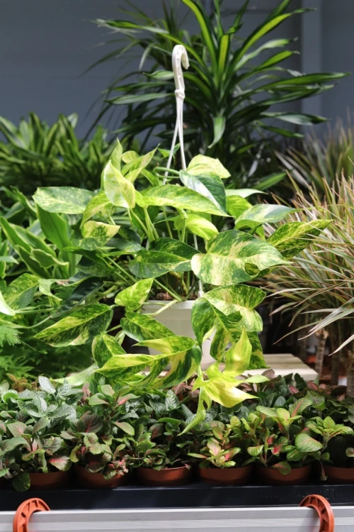 Epipremnum pinnatum Cintho Goldfinger (3).JPG