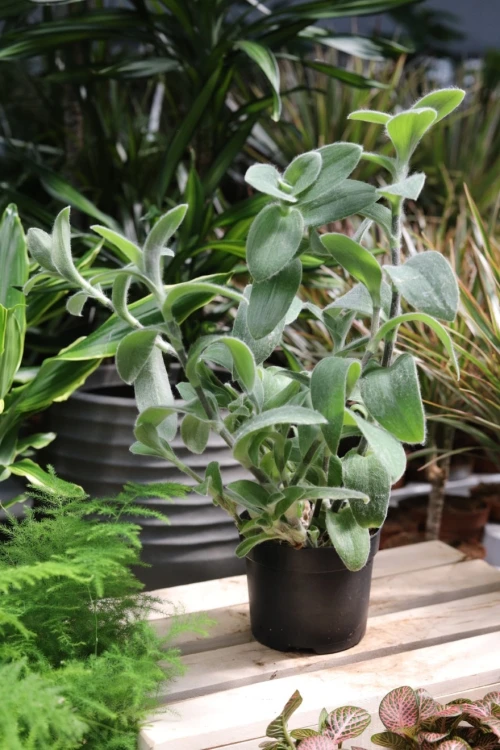tradescantia sillamontana (2).JPG