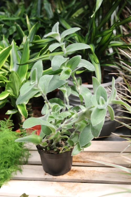tradescantia sillamontana (4).JPG