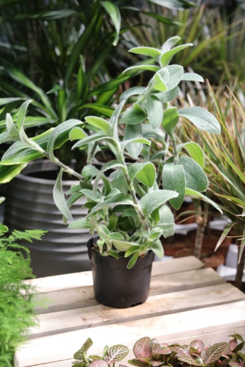 tradescantia sillamontana (1).JPG
