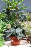Philodendron Melanochrysum (Filodendron)  XL