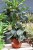 philodendron melanochrysum xl (1).JPG