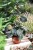 philodendron melanochrysum xl (2).JPG