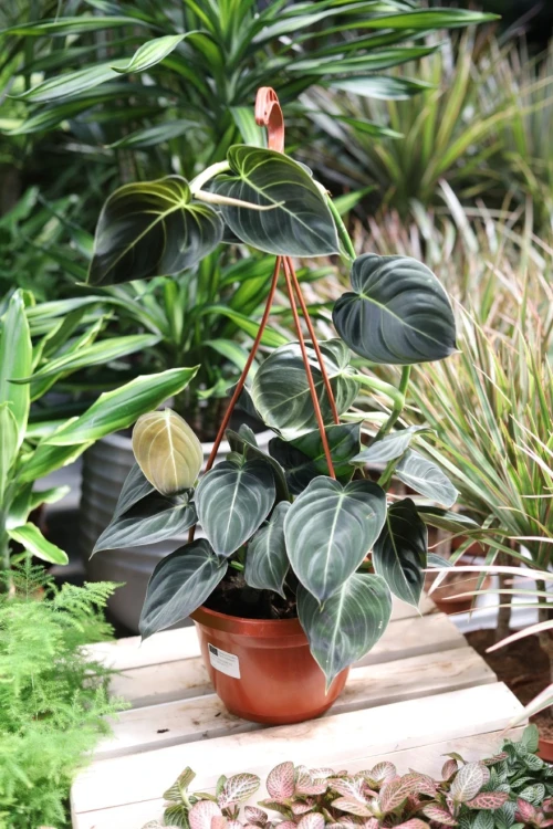 philodendron melanochrysum xl (2).JPG