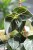 philodendron melanochrysum xl (3).JPG