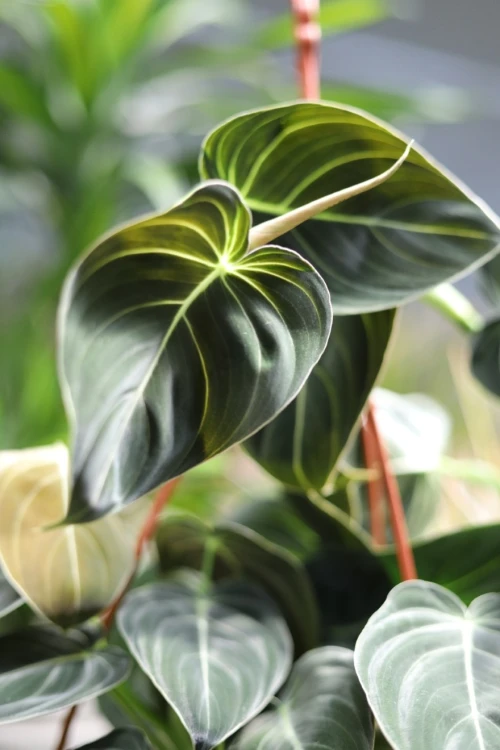 philodendron melanochrysum xl (3).JPG
