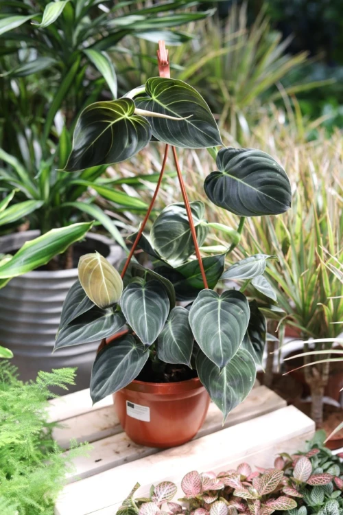 philodendron melanochrysum xl (4).JPG