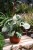 Syngonium ‘Green Splash’ (Zroślicha) (5).JPG
