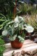 Syngonium ‘Green Splash’ (Zroślicha) (5).JPG