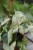 Syngonium ‘Green Splash’ (Zroślicha) (6).JPG