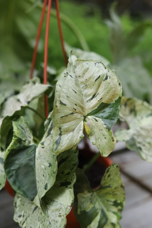 Syngonium ‘Green Splash’ (Zroślicha) (6).JPG