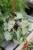 Syngonium ‘Green Splash’ (Zroślicha) (1).JPG