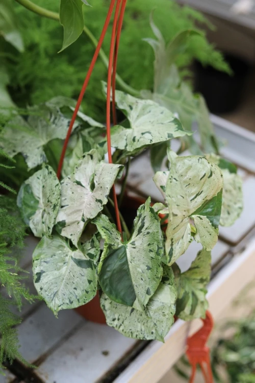 Syngonium ‘Green Splash’ (Zroślicha) (1).JPG