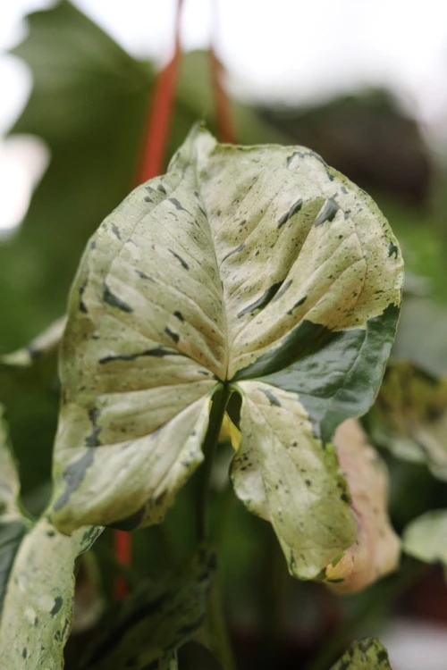 Syngonium ‘Green Splash’ (Zroślicha) (2).JPG
