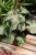 Syngonium ‘Green Splash’ (Zroślicha) (4).JPG