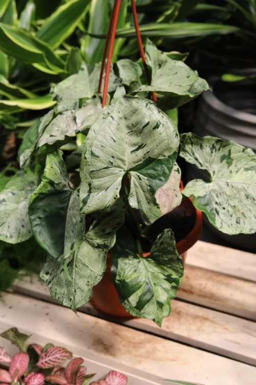 Syngonium ‘Green Splash’ (Zroślicha) (4).JPG