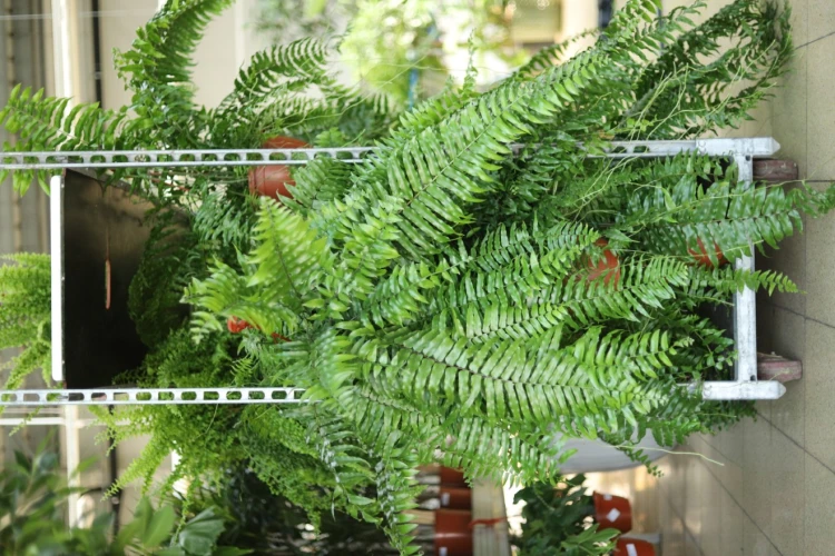 Nephrolepis exaltata Macho (2).JPG