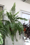 Nephrolepis exaltata  Macho (Nefrolepis wyniosły, Paproć Macho) XL
