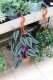 cissus discolor.JPG