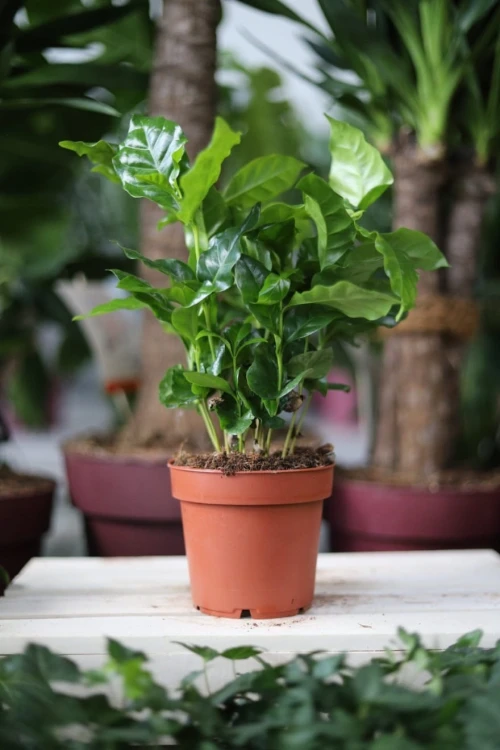 Coffea arabica to elegancka roślina doniczkowa o błyszczących, ciemnozielonych liściach – idealna do domu i biura, doda wnętrzu egzotycznego charakteru.