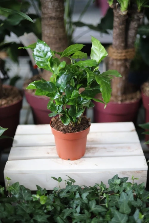 Coffea arabica