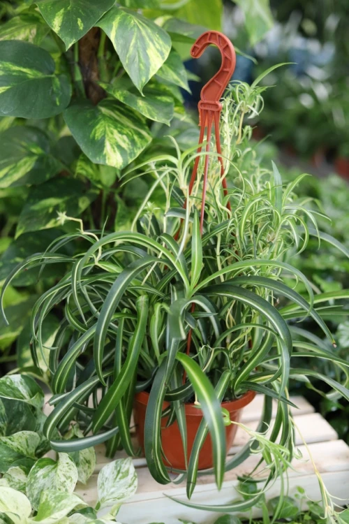 Chlorophytum comosum 'Bonnie' (Zielistka) XL (1).JPG