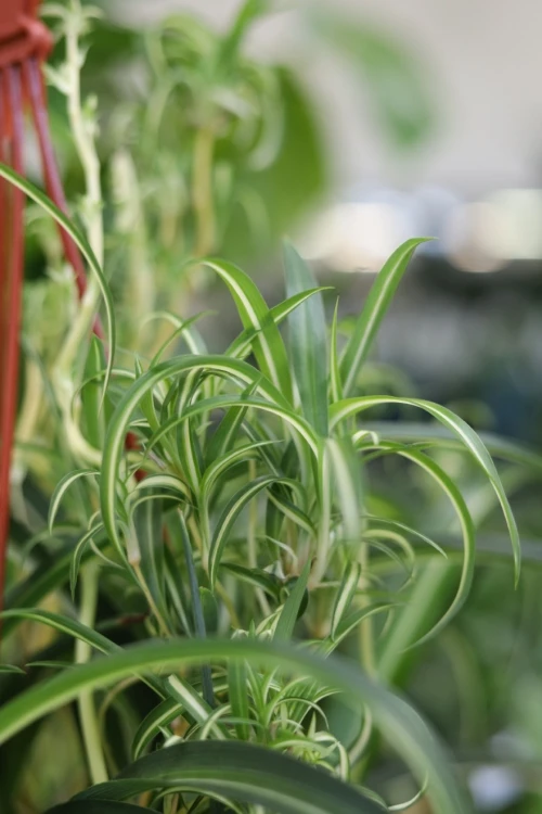 Chlorophytum comosum 'Bonnie' (Zielistka) XL (2).JPG