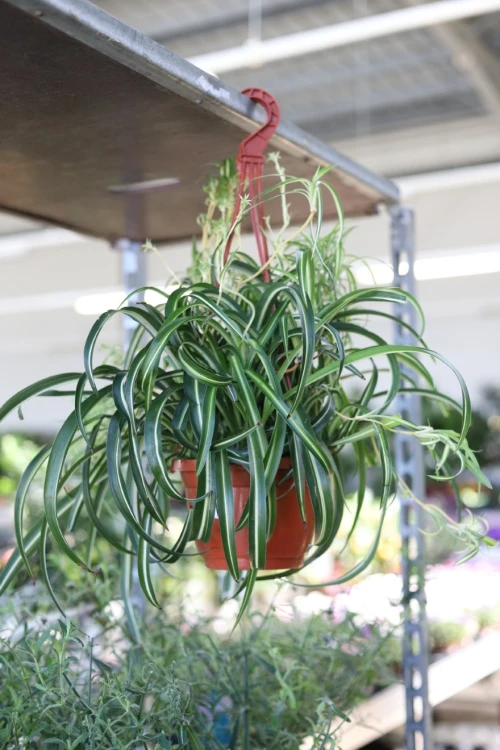 Chlorophytum comosum 'Bonnie' (Zielistka) XL (3).JPG