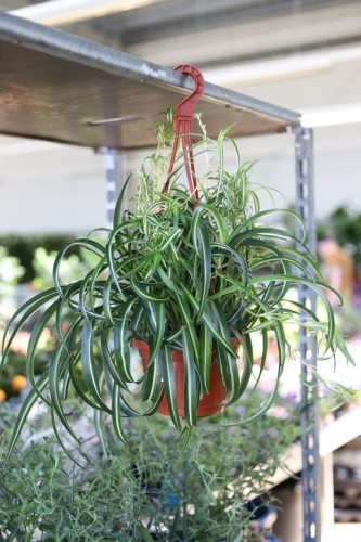 Chlorophytum comosum 'Bonnie' (Zielistka) XL (4).JPG