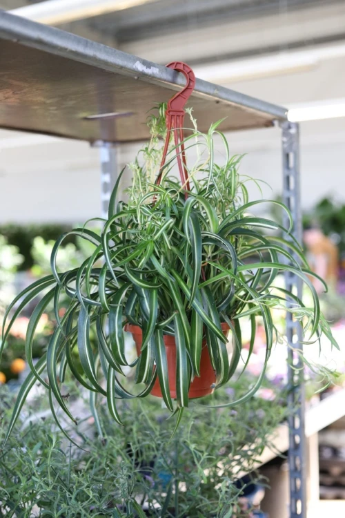 Chlorophytum comosum 'Bonnie' (Zielistka) XL (4).JPG