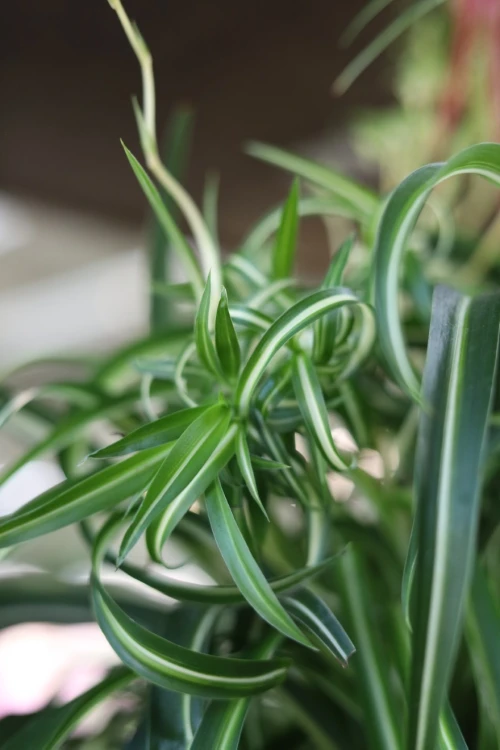 Chlorophytum comosum 'Bonnie' (Zielistka) XL (5).JPG