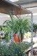 Chlorophytum comosum Ocean (1).JPG