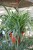 Chlorophytum comosum Ocean (2).JPG
