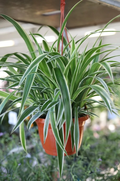 Chlorophytum comosum Ocean (2).JPG