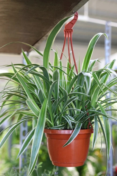 Chlorophytum comosum Ocean (3).JPG